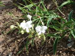 Clerodendrum ternatum