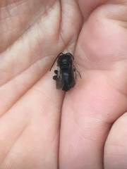 Melissodes bimaculatus