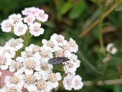 Sciara hemerobioides