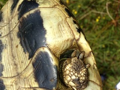 Testudo hermanni boettgeri