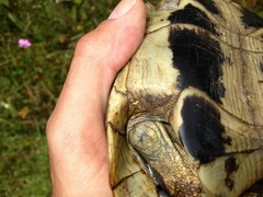 Testudo hermanni boettgeri
