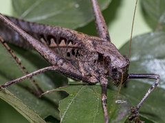 Mecopodinae