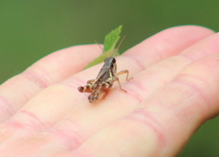 Melanoplus fasciatus