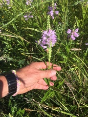 Physostegia virginiana
