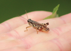 Melanoplus fasciatus