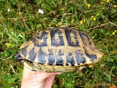 Testudo hermanni boettgeri