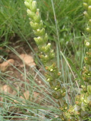 Crassula capitella nodulosa