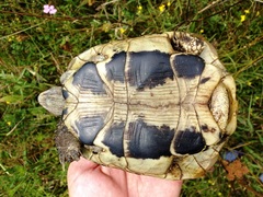 Testudo hermanni boettgeri