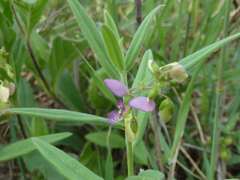 Polygala sphenoptera sphenoptera