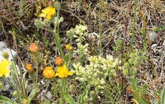 Alyssum montanum