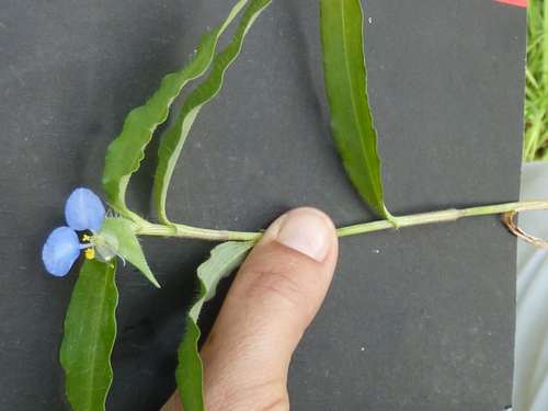 Shy dayflower (Commelina modesta)