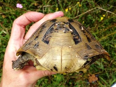 Testudo hermanni boettgeri