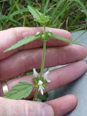 Leucas glabrata glabrata