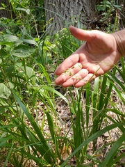 Diarrhena obovata