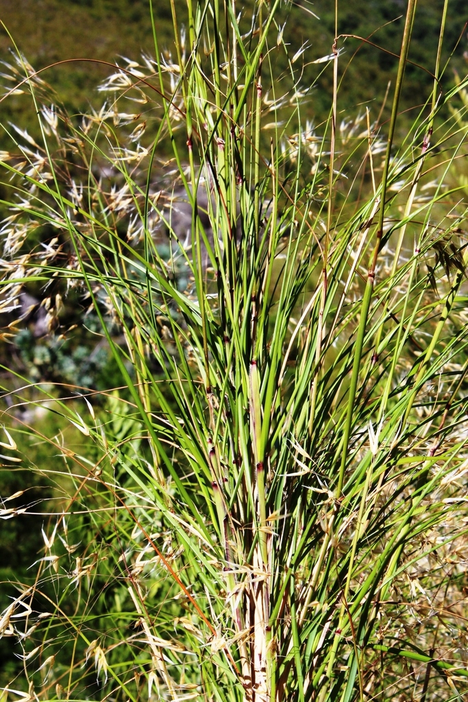 Pentameris thuarii