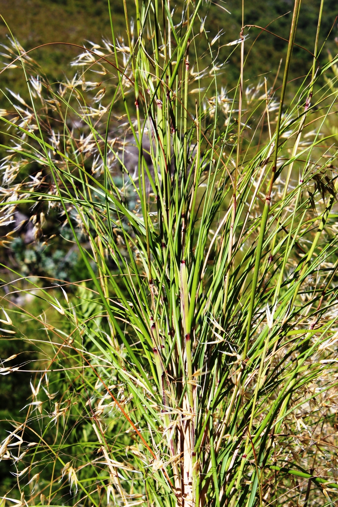 Pentameris thuarii