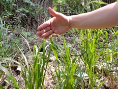 Diarrhena obovata
