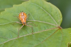 Pselliopus cinctus