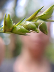 Diarrhena obovata