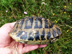 Testudo hermanni boettgeri