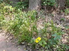 Diarrhena obovata
