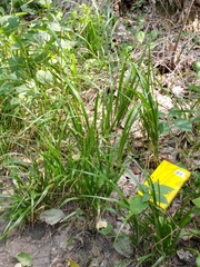 Diarrhena obovata
