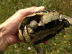 Testudo hermanni boettgeri