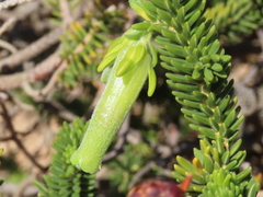 Erica brachialis