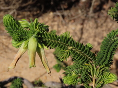 Erica brachialis