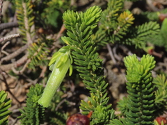 Erica brachialis