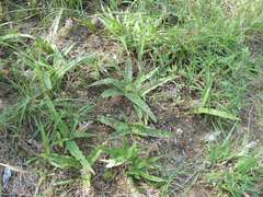 Ledebouria asperifolia