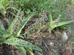 Ledebouria asperifolia