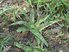 Ledebouria asperifolia