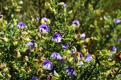 Psoralea aculeata