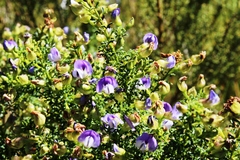 Psoralea aculeata