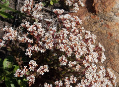 Crassula setulosa setulosa