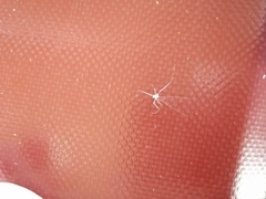 Araneae