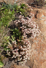 Crassula setulosa setulosa