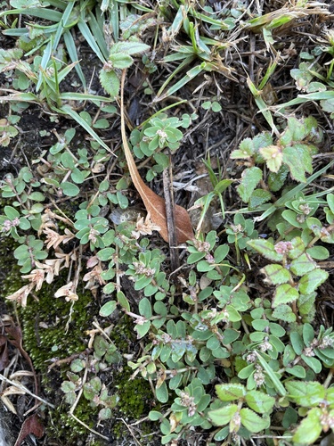 Euphorbia thymifolia observed 2021-08-17
