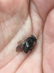 Melissodes bimaculatus