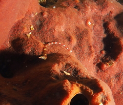 Corythoichthys amplexus
