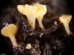 Hymenoscyphus calyculus