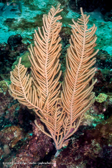 Antillogorgia rigida