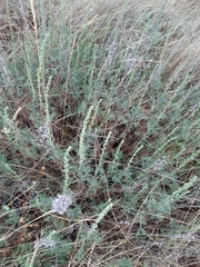 Artemisia abrotanum