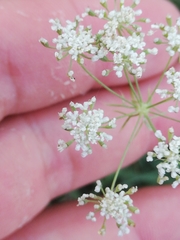 Ammi majus