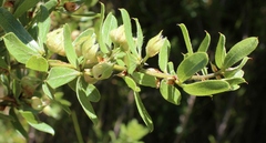 Psoralea obliqua