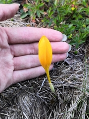 Crocus scharojanii