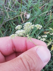 Ammi majus