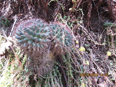 Mammillaria rhodantha