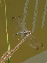 Dythemis velox